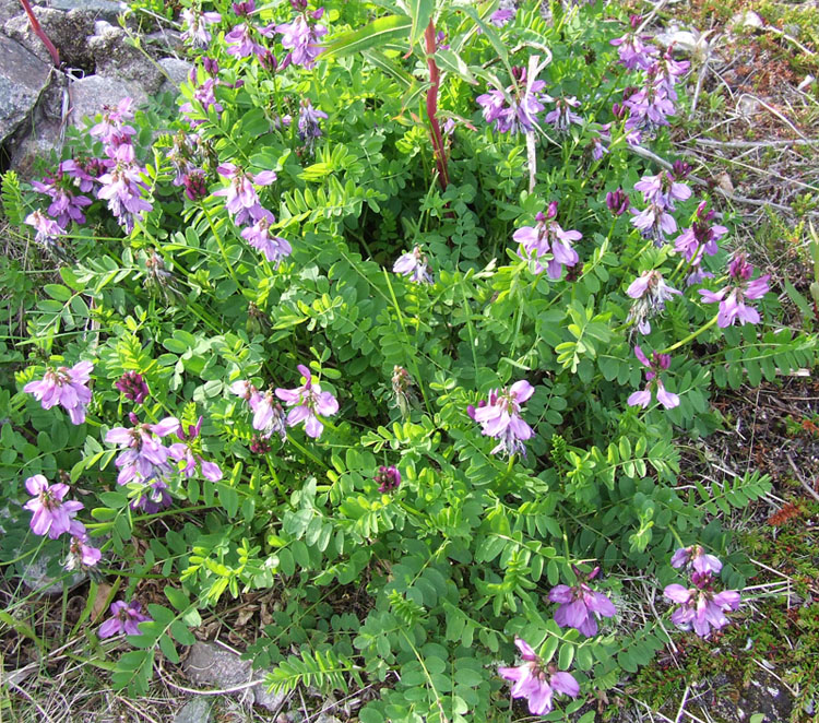 Изображение особи Astragalus subpolaris.