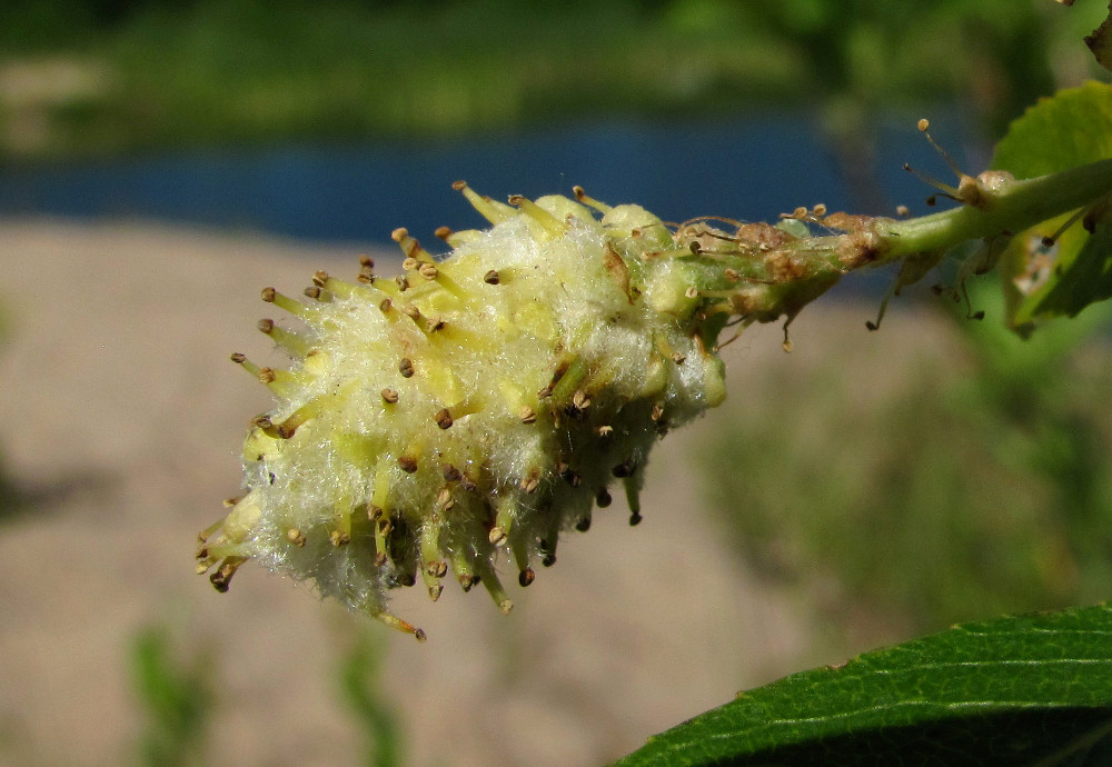 Image of Salix triandra specimen.