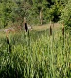 Typha latifolia