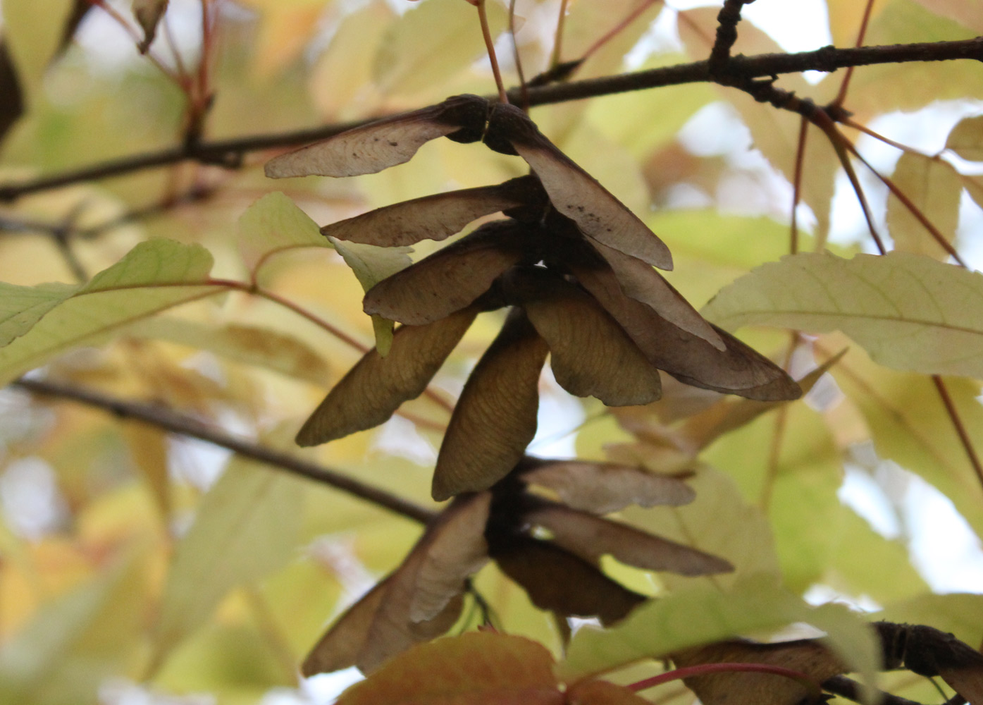 Image of Acer mandshuricum specimen.