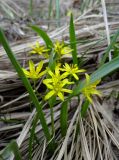 Gagea lutea