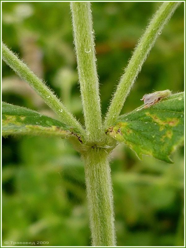 Image of Mentha longifolia specimen.