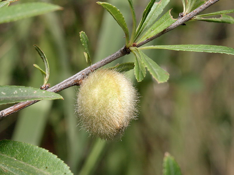 Изображение особи Amygdalus nana.