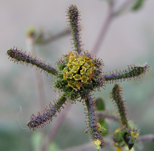 Image of Sigesbeckia orientalis specimen.