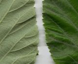 Sorbus aria. Части листа (вид сверху и снизу). Курская обл., г. Железногорск, в посадке. 27 мая 2009 г.