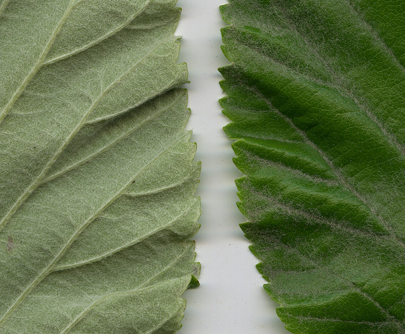 Image of Sorbus aria specimen.