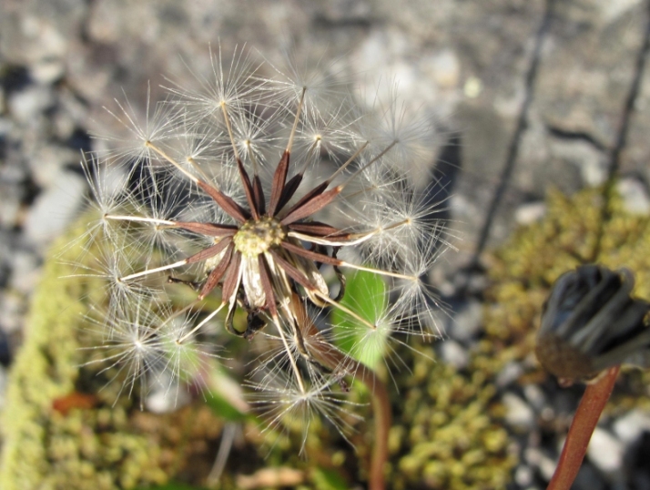 Image of Taraxacum nivale specimen.