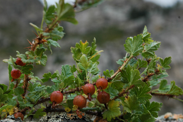 Изображение особи Grossularia acicularis.