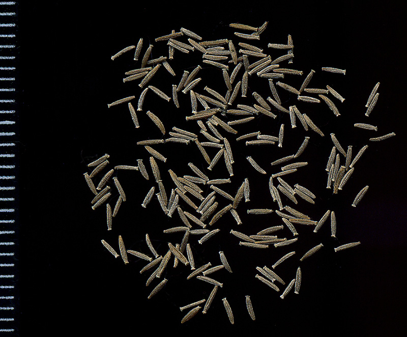 Image of Senecio vulgaris specimen.