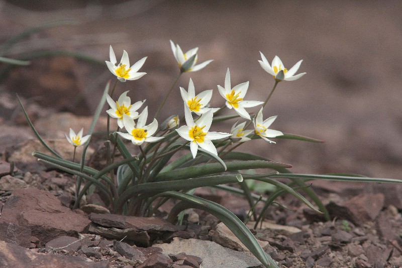 Изображение особи Tulipa bifloriformis.