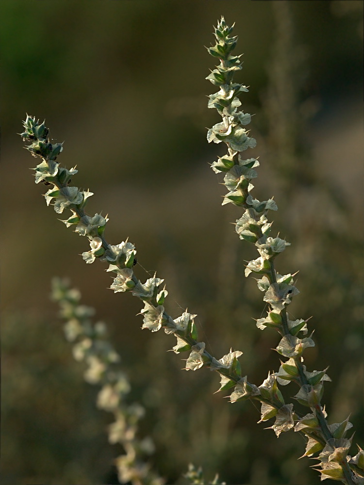 Image of Salsola tragus specimen.