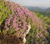 Thymus markhotensis. Куртина цветущих растений. Краснодарский край, м/о г. Геленджик, хр. Коцехур, гора Мемедо, скальные выходы на южном склоне. 23.05.2015.