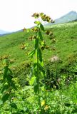 Euphorbia oblongifolia. Верхушка цветущего растения. Краснодарский край, хр. Аибга, субальпийский луг, ≈ 2200 м н.у.м. 09.07.2015.