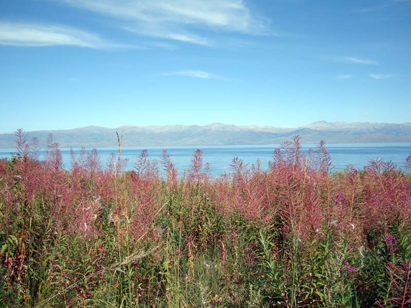 Image of Chamaenerion angustifolium specimen.