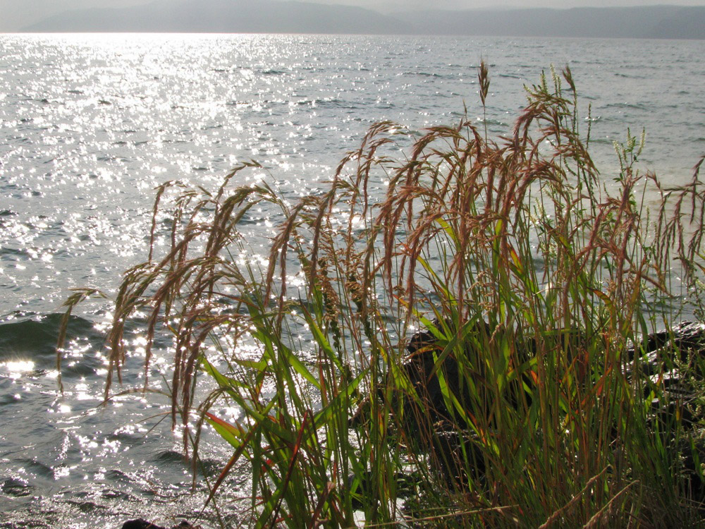 Изображение особи Elymus sibiricus.