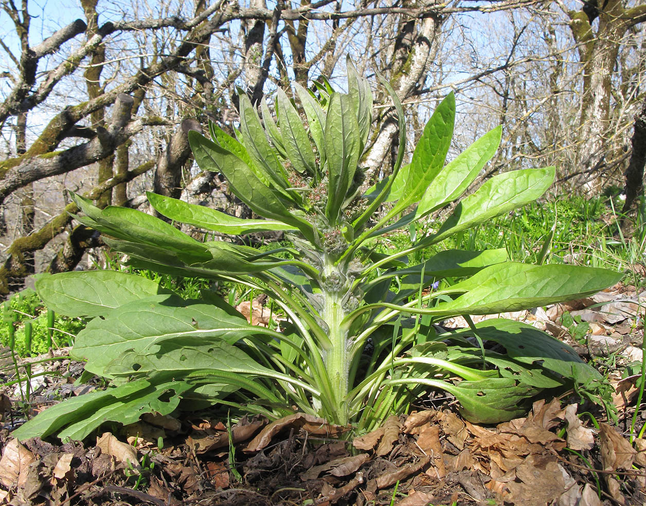 Image of Solenanthus biebersteinii specimen.