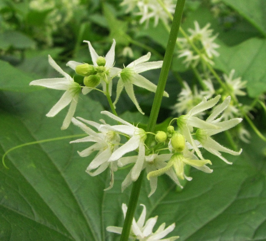 Изображение особи Echinocystis lobata.