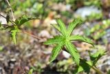 Geranium sylvaticum. Часть побега с листьями. Кольский п-ов, Кандалакшский берег Белого моря, лишайниково-кустарничковая тундра. 24.06.2015.