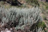 Artemisia rutifolia. Цветущее растение. Южный Казахстан, горы Алатау (Даубаба), Западное ущелье. 23.06.2014.