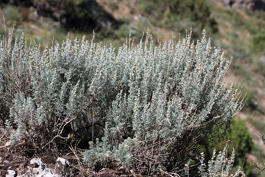 Изображение особи Artemisia rutifolia.