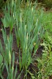 Narcissus poeticus