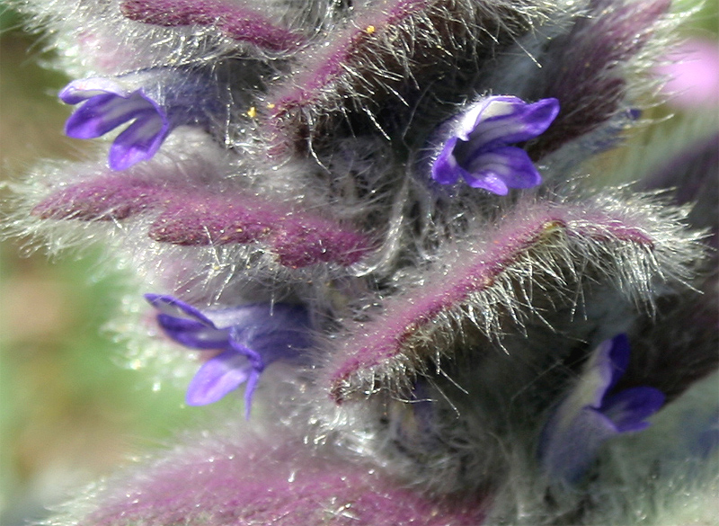 Image of Ajuga orientalis specimen.