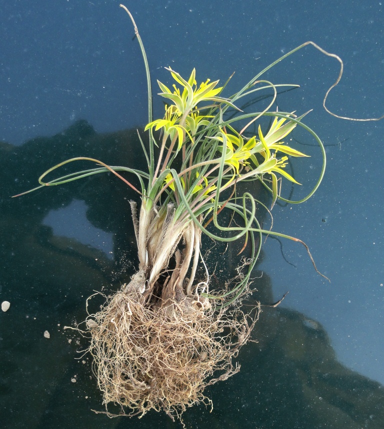 Image of genus Gagea specimen.