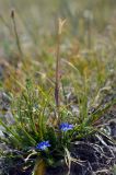 Gentiana karelinii