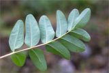 Astragalus frigidus. Лист (вид на нижнюю сторону). Кольский п-ов, Хибины, влажный берег р. Кунийок. 29.07.2015.