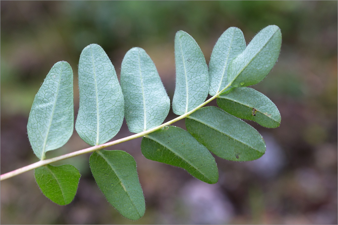 Изображение особи Astragalus frigidus.