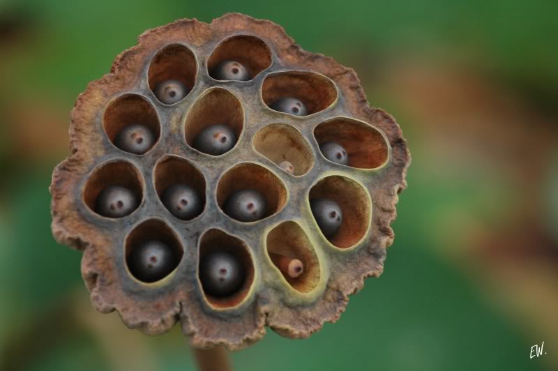 Image of Nelumbo nucifera specimen.