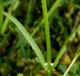 Valerianella dentata