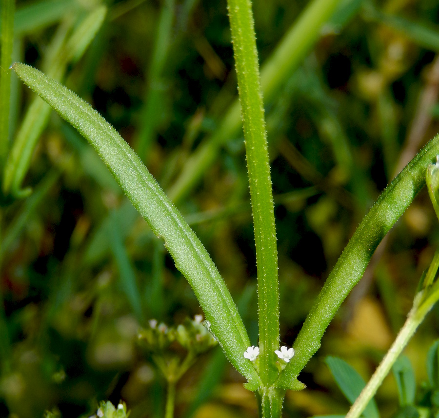 Изображение особи Valerianella dentata.