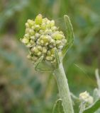 Image of taxon representative. Author is Тамара Риб