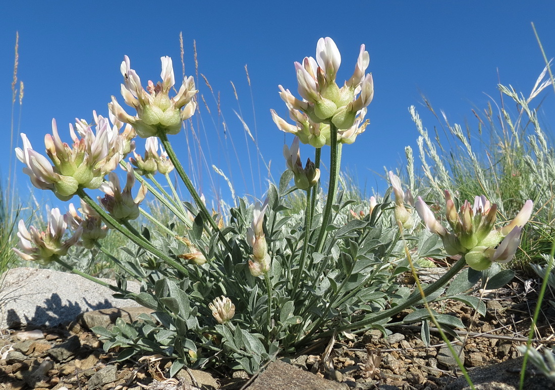 Image of Astragalus arkalycensis specimen.