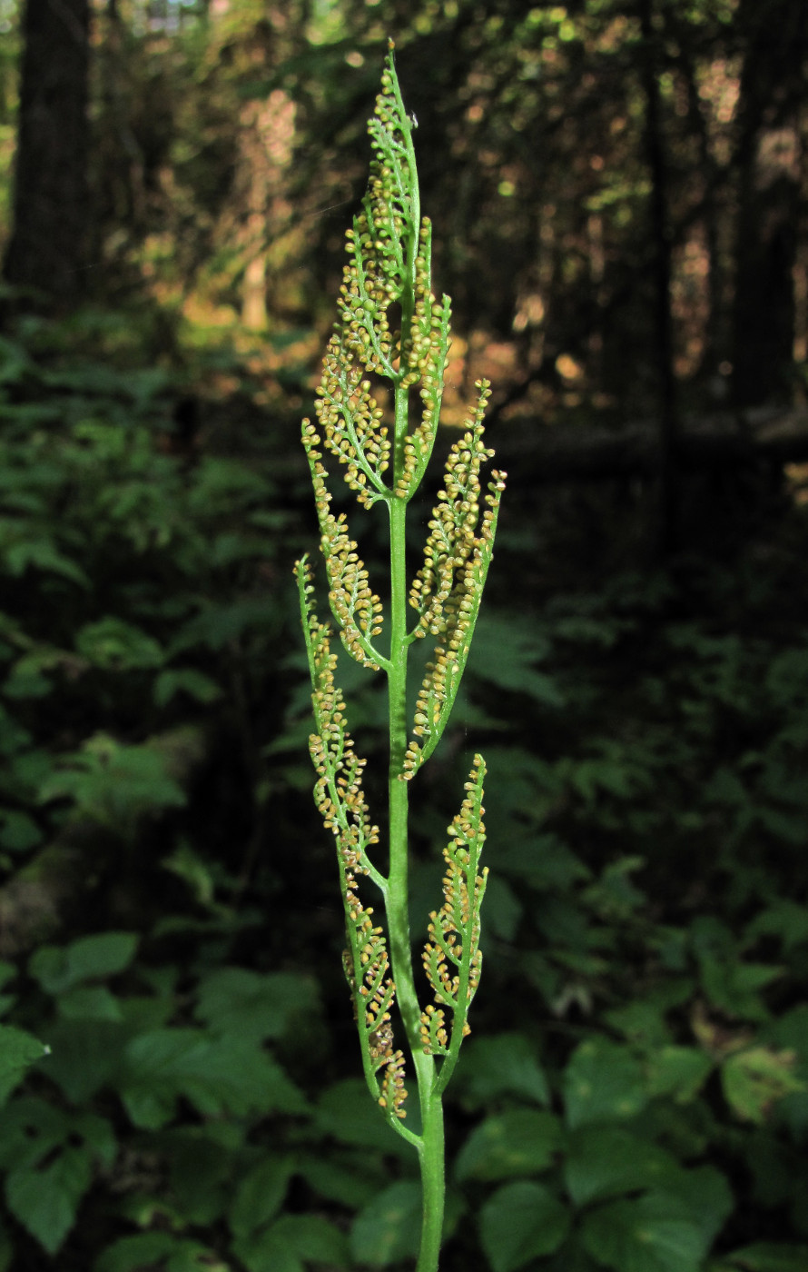 Изображение особи Botrychium virginianum.