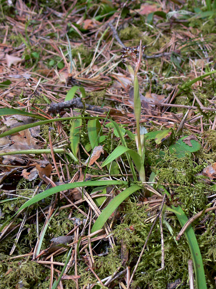 Image of Luzula pilosa specimen.