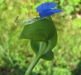 Commelina communis