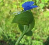 Commelina communis