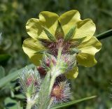 Potentilla pedata. Раскрывшийся и нераскрывшиеся цветки (нижняя сторона). Ростовская обл., Азовский р-н, окр. пос. Солнечный, склон балки Водяникова, настоящая степь. 02.06.2015.