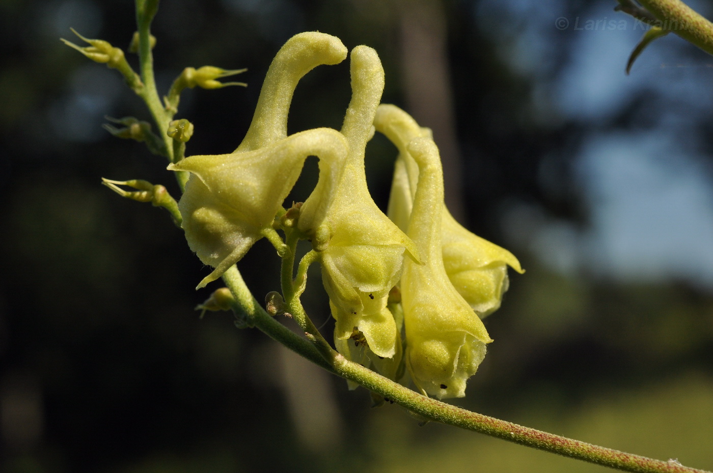 Image of Aconitum kirinense specimen.