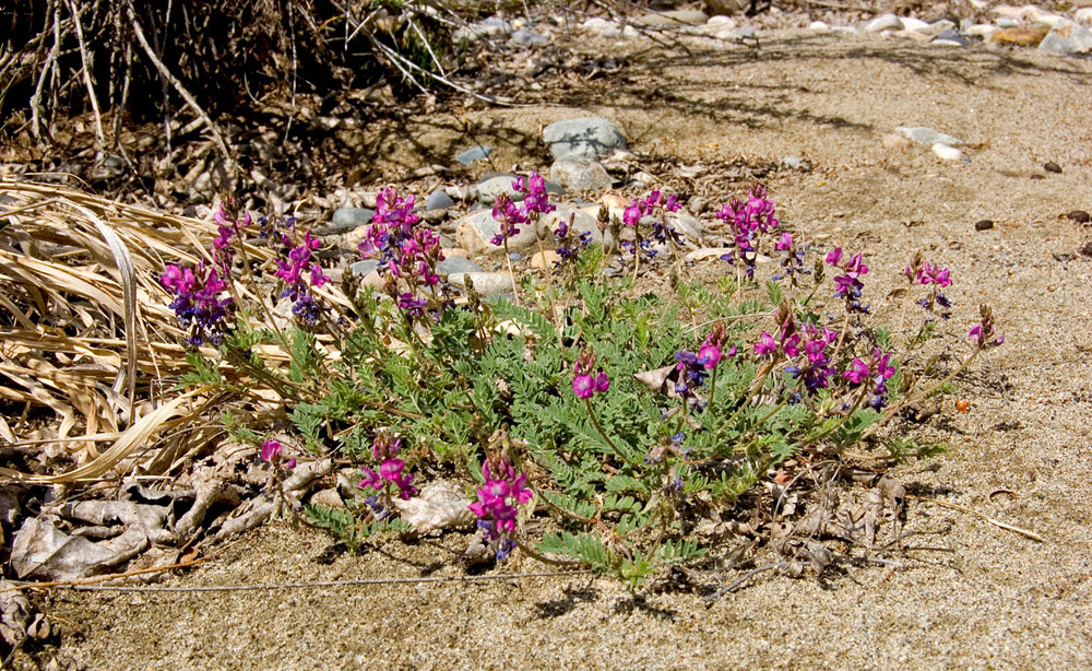 Изображение особи Oxytropis teres.