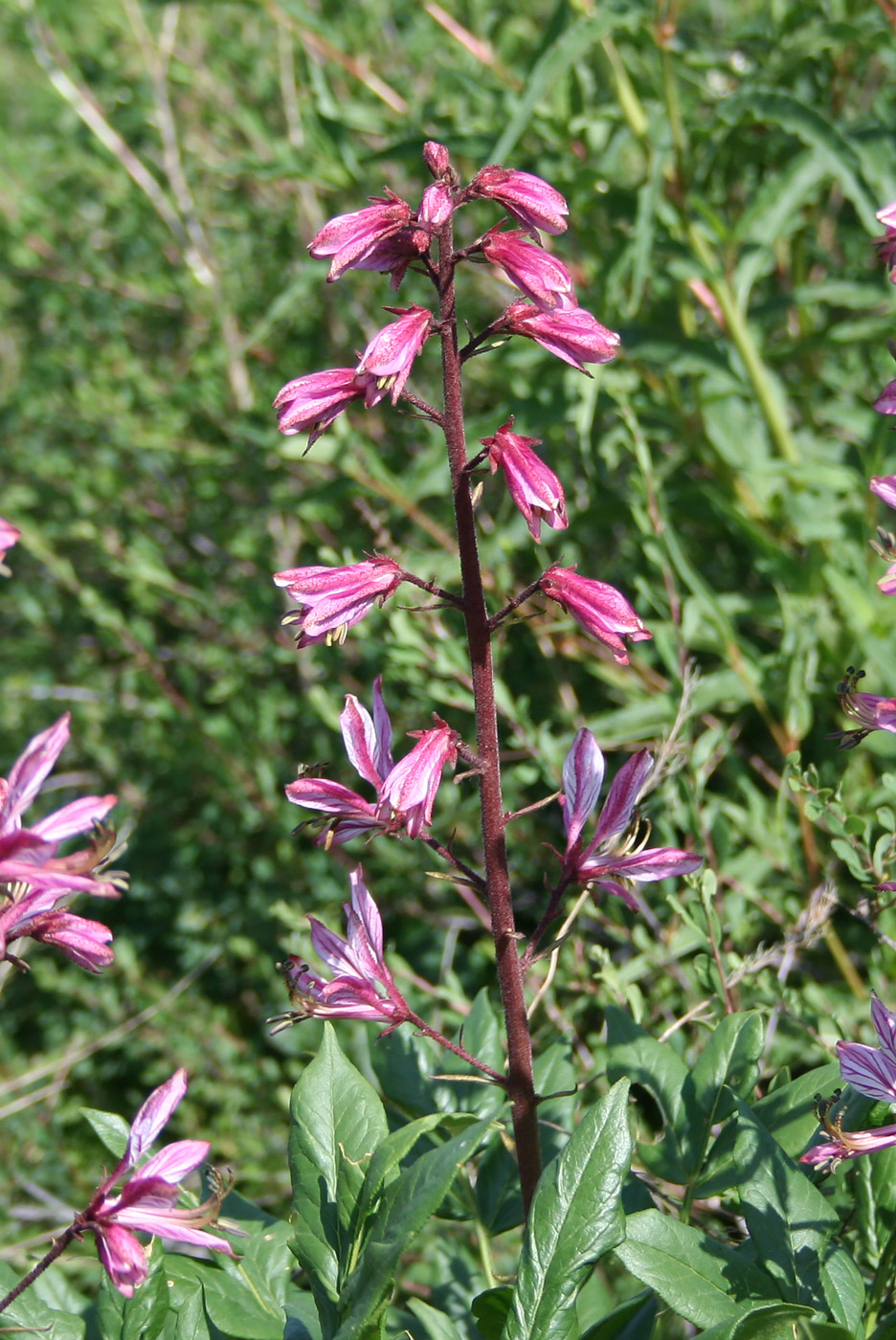 Image of Dictamnus angustifolius specimen.