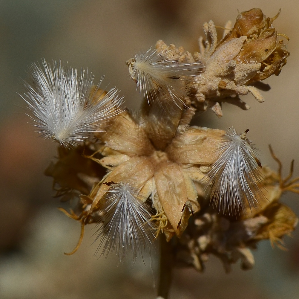 Image of Reaumuria hirtella specimen.