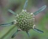 род Scabiosa