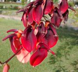 Erythrina crista-galli. Часть соцветия. Франция, Лазурный Берег, Канны, Сквер им. 8 Мая 1945 года (Сад Роз), в культуре. 22.07.2014.