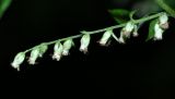 Artemisia sylvatica. Часть общего соцветия с элементарными соцветиями-корзинками. Приморский край, Партизанский р-н, окр. с. Владимиро-Александровское, широколиственный лес на северном склоне. 02.09.2015.