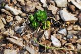 genus Epilobium