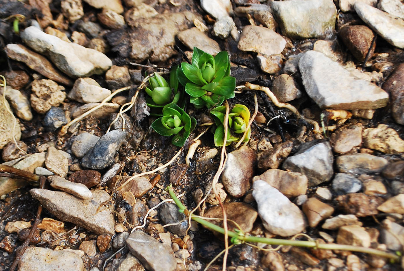 Image of genus Epilobium specimen.