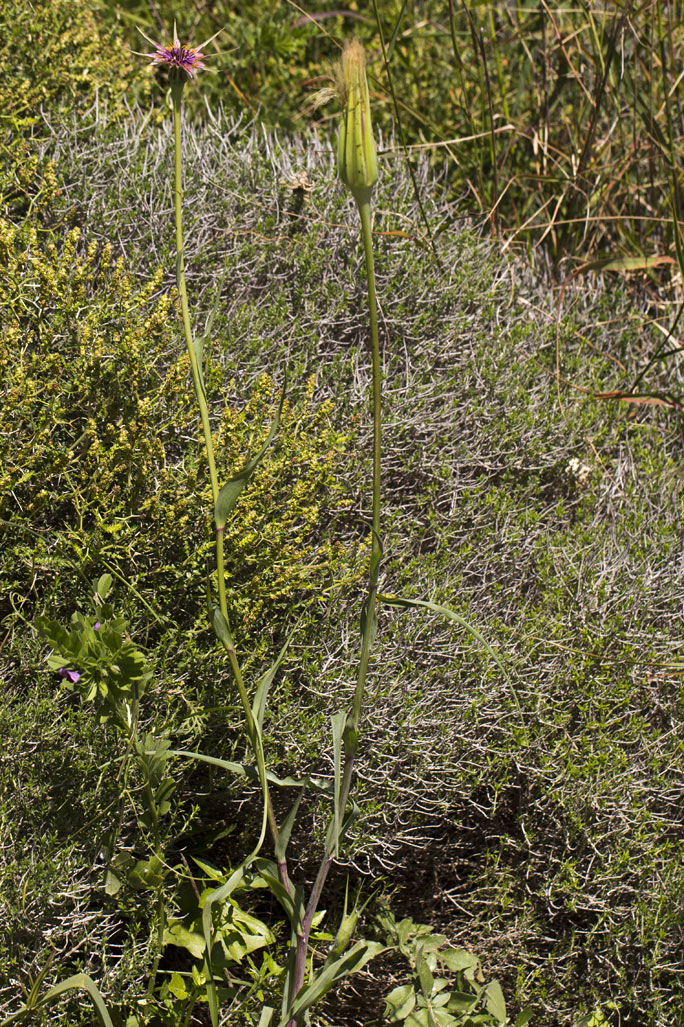 Image of Tragopogon australis specimen.